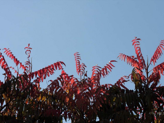 Essigbaum in der Herbstfarbe