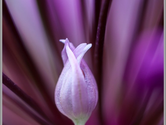 Alliumblüte - eine Zierzwiebel